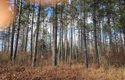 6.26ac Cataldo, Iron River, MI 49935