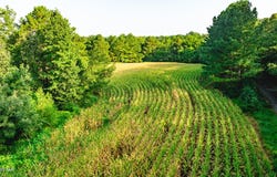 4500 Austin Springs Rd, Dukedom, TN 38226
