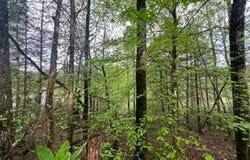 Lot 153 Bear Den Trl, Grandview, TN 37337
