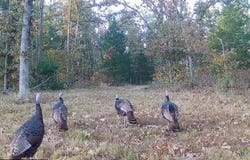736 Hwy 8 Mo-8, Steelville, MO 65565