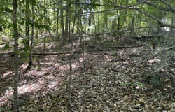 0 HWY 17, Butler, AL 36904