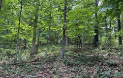 Lot 7 Eccleston  LN, Bella Vista, AR 72714