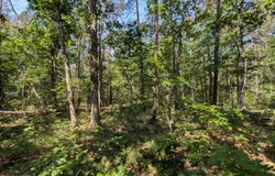 V/L Stark Road, Free Soil, MI 49411