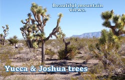 319-08-169 N Kingman Drive, Dolan Springs, AZ 86441
