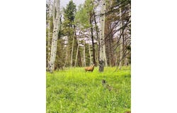 200 Crest Drive, Cimarron, CO 81220