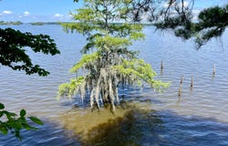 481 Lakeview Dr, Many, LA 71449