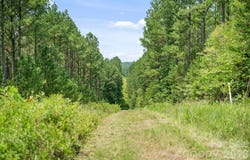 Hwy 72, Carlisle, SC 29031