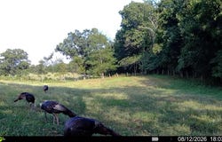 High Drive, Hartville, MO 65667