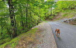 Alpine Drive, Seven Devils, NC 28604