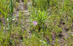 2366 Swan Island Road lot: 5, Corolla, NC 27927