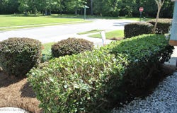 1335 Arbor Ridge Way, Leland, NC 28451
