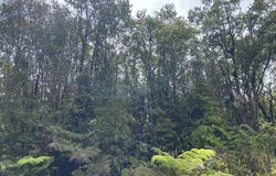 ROAD 4, Volcano, HI 96785