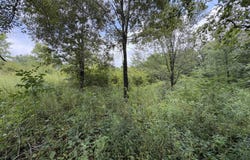 Midway Road lot 4, Strawberry Plains, TN 37871