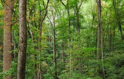 1 County Road 31, Ashland, AL 36251