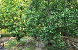 7 E LIBUSE CUTOFF Road, Pineville, LA 71360