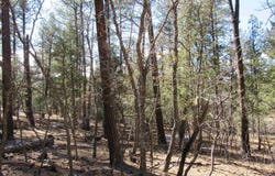 44 W Forest Dr Road, Rociada, NM 87742