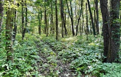 11552 E State Road 16, Idaville, IN 47950