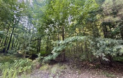 County Road 69, Carrollton, MS 38917