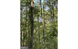 699 CHICKLOON LANE, GREAT CACAPON, WV 25422