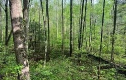 Lot 102 Bear Den Trl, Grandview, TN 37337