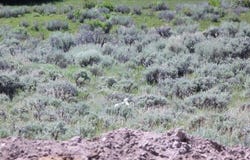 NW4NW4 E Miller Mountain, La Barge, WY 83123