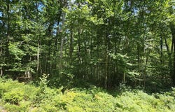 Lot 23.23 Perry Pond Road, Narrowsburg, NY, NY 12764