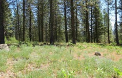 Lot 83 White Pine Dr, Garden Valley, ID 83622