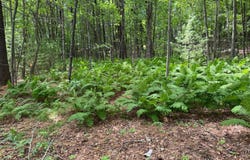 TDB Garden Dr, Siren, WI 54872