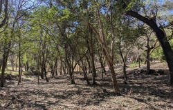 19612 GREENHILL, Helotes, TX 78023