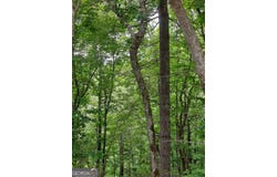0 LOT 37 Saddleback Circle, Sky Valley, GA 30537