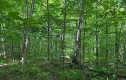 On Shotgun Rd, Ironwood, MI 49938