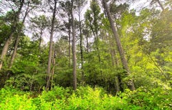 209  Eagle Pine Ln, Broken Bow, OK 74728