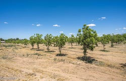 Old River Road lot: 3 Tbd, Las Cruces, NM 88005