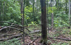 V/L Wildwood Trail, Mancelona, MI 49659