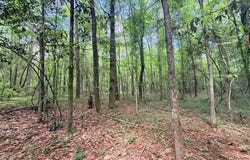 2536 Us-98, Smithdale, MS 39664