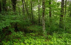 Lot 28 Manor House Dr, Laurel Fork, VA 24352