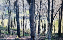 Lot 5 Falcon Ridge DR, Gretna, VA 24557