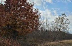 620 County Road, Broseley, MO 63932