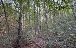 N Lot 2 River Road, Summit, MS 39666