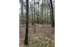 0 Palm Street, Reevesville, SC 29471