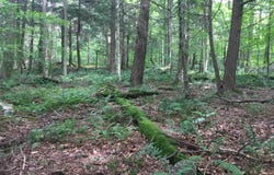 1656 Frost Valley Road, Claryville, NY 12725