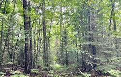 5 Ac On KNUTH LN, Eagle River, WI 54521