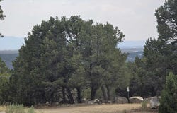 Lobo Ranch Road, Arroyo Hondo, NM 87513-0000