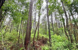 Emerald State Line Road, Magnolia, MS 39652