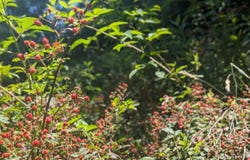 350 Sunview Ct, Shepherdsville, KY 40165