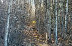 Lot E County Road 79, Littlefork, MN 56653