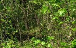 12 Newt Vanattia Road, Hillsboro, TN 37342