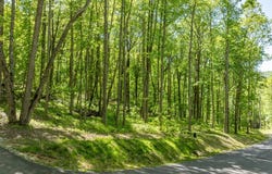 C55 Roaming Road, Glenville, NC 28736