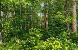 Tract A & B River Pointe Drive, Cedar Bluff, AL 35959
