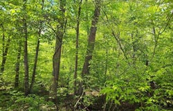 Markwell Road, Hillsboro, KY 41049
